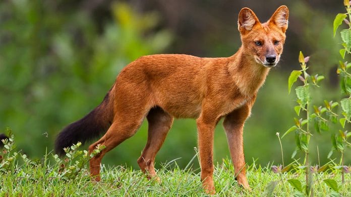 Dhole