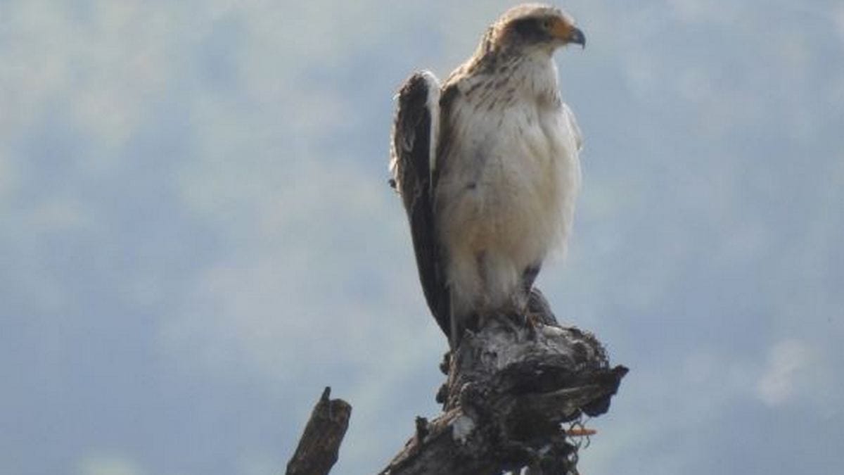 Juvenile crested serpent eagle with its nuchal crest folded in the wild. Captured on 10 Jan 2017 at the Andhra-Odisha border. Credit: Raja Bandi