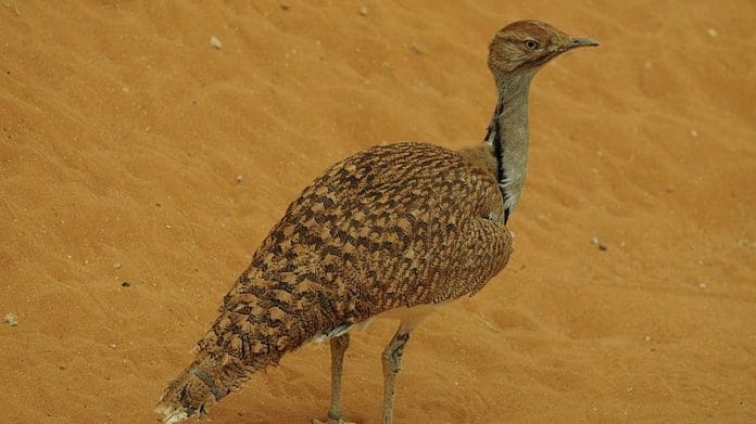 A Houbara Bustard | Commons