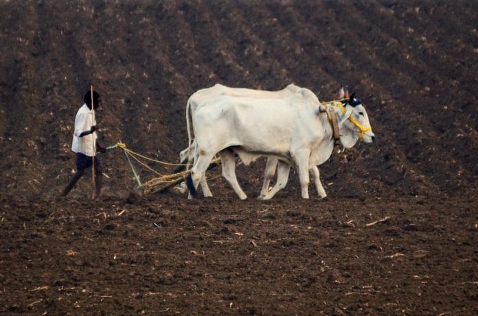 Representational image of natural farming in India. | Photo: ANI