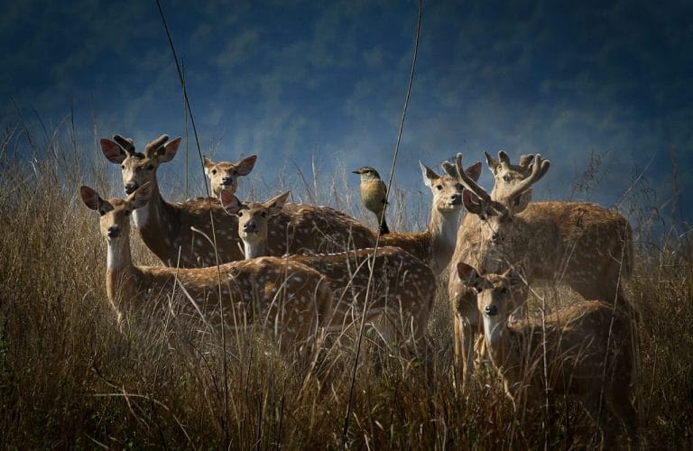 International Day for Biological Diversity — we need to recognise our solutions are in nature