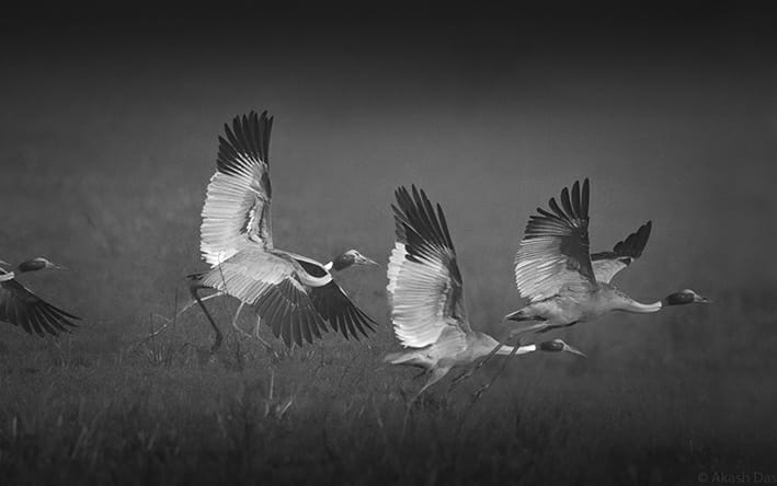 Sarus crane at Jim Corbett National Park 