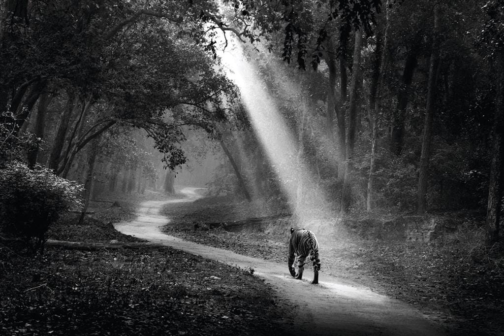 Tiger at Jim Corbett National Park
