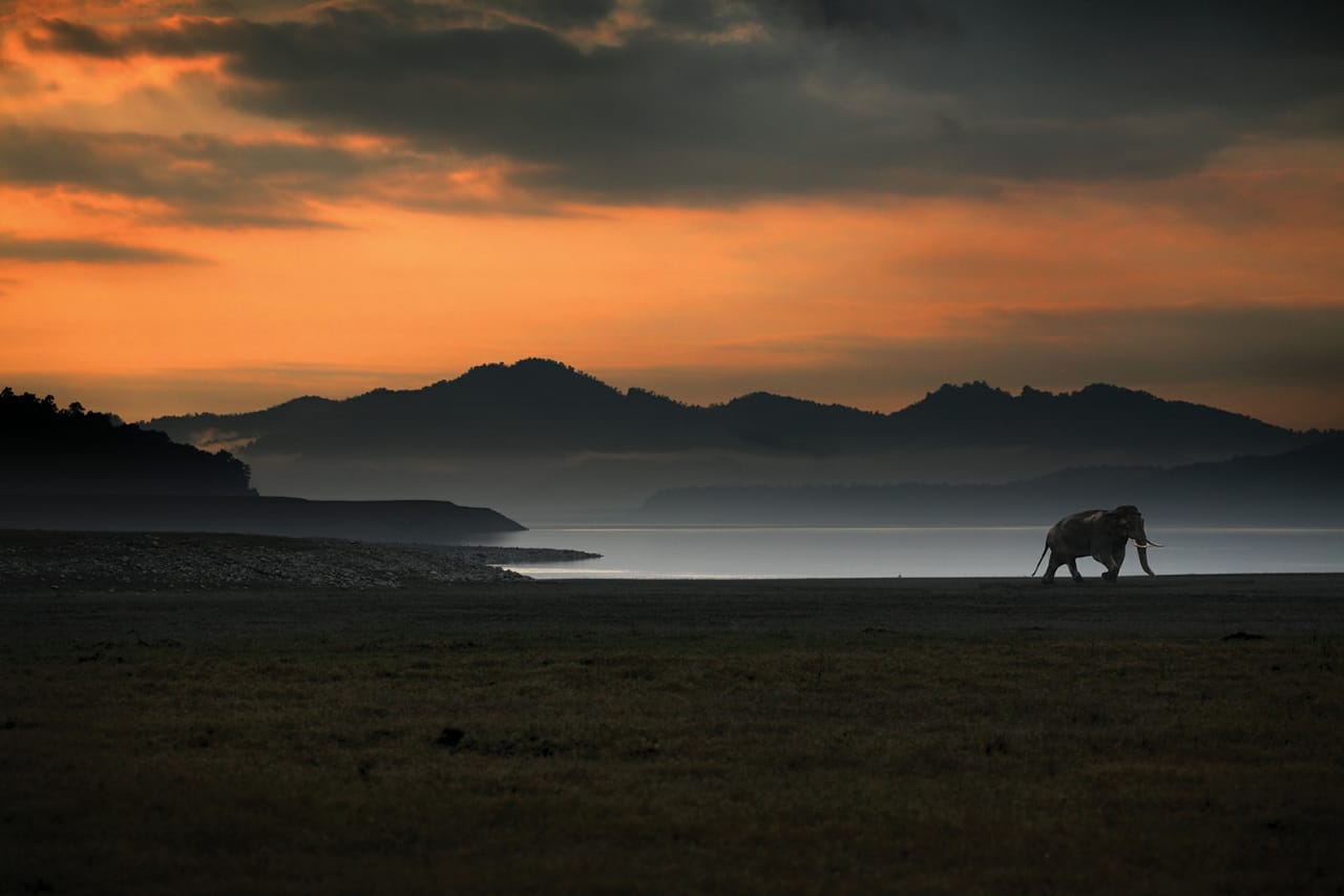 Elephant at Jim Corbett National Park