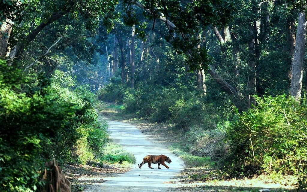Tiger at Jim Corbett National Park