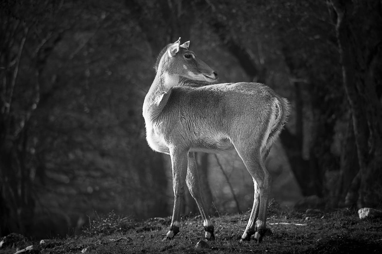 Female Bluebills at Sariska Tiger Reserve