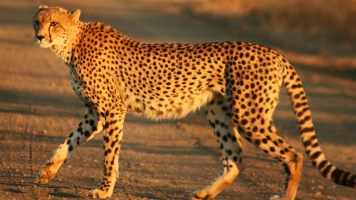 Cheetah
