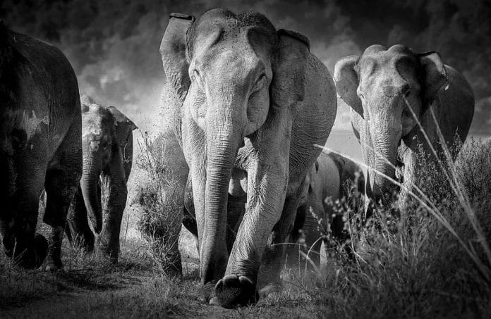 Elephants at Jim Corbett National Park