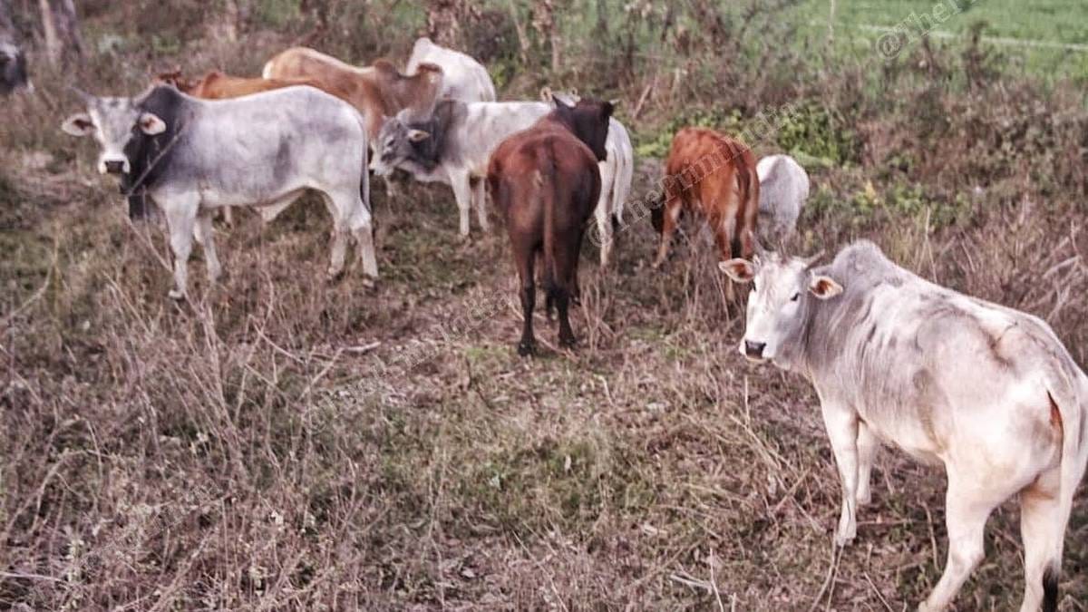 Stray cattle in a field in Uttar Pradesh
