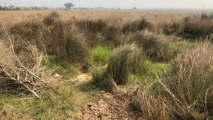 The farmers’ desire to sell is driven by a combination of poor soil quality, remnants of Tata plant still on the land and prices rising nearly 10 folds | Madhuparna Das | ThePrint