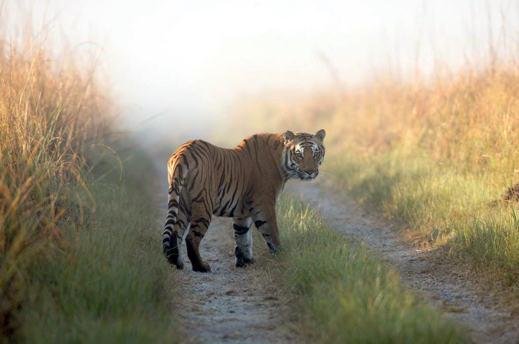 Tiger at Jim Corbett National Park 