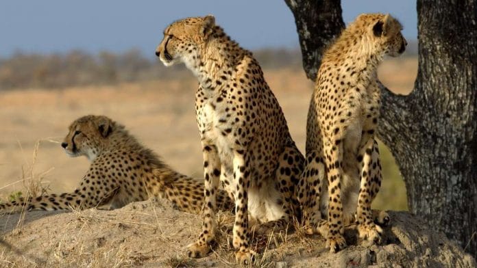 Representational image of African cheetahs | Commons