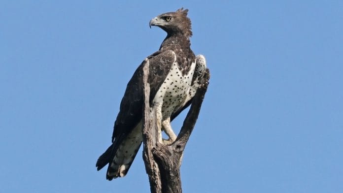 Martial Eagle | Wikimedia Commons