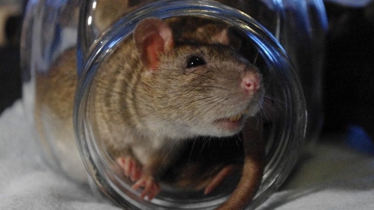 The last place you think you will find a special math equation – rat whiskers