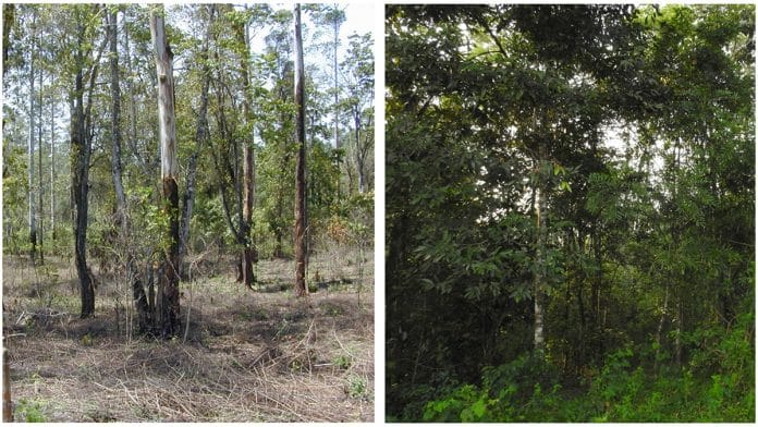 A degraded rainforest site (left) in 2004, from where invasive weeds have been cleared in preparation for restoration, and the same site in 2018, showing some recovery (right)