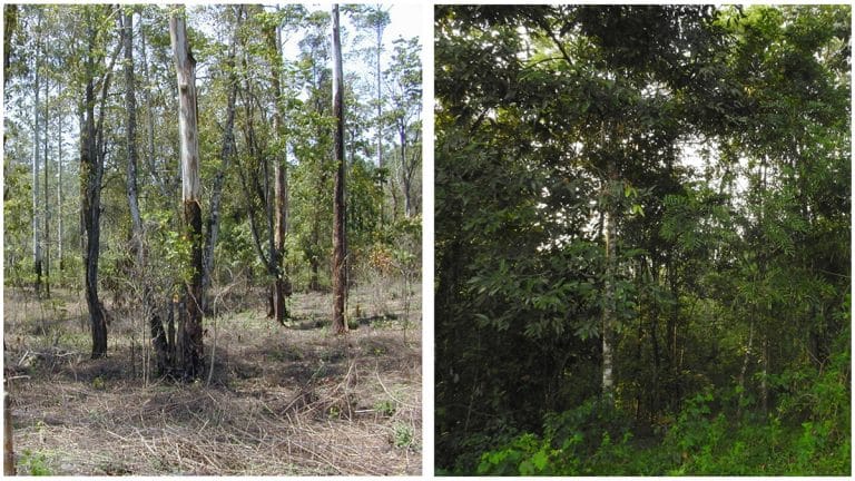 How to restore a rainforest with a nursery, science and some bat poop