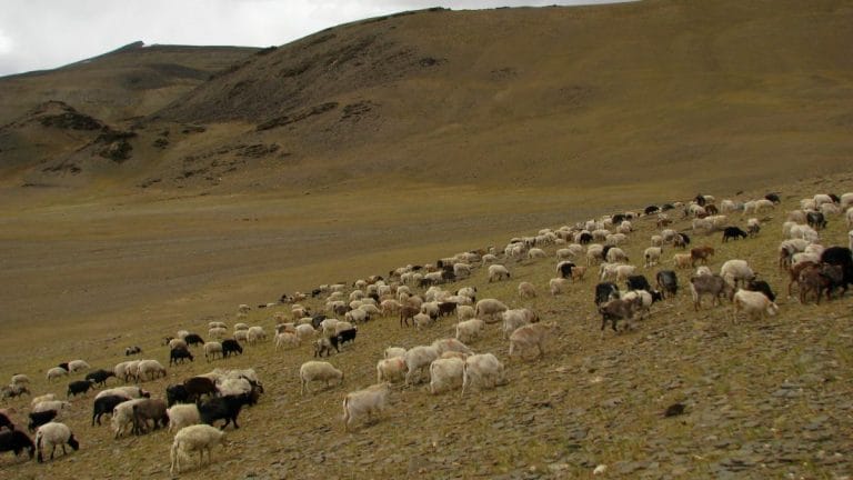1965 – The year China accused Indian troops of stealing 800 sheep and 59 yaks