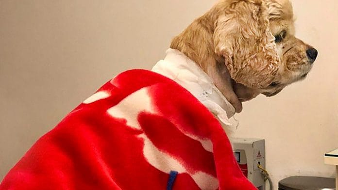 Cocker spaniel pacemaker implant surgery