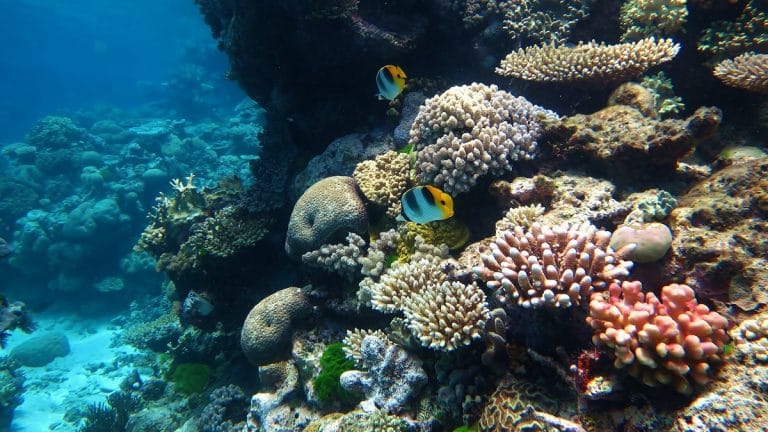 Stay at home and map the Great Barrier Reef, one photo at a time
