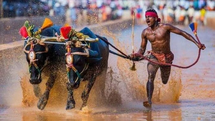 File image of Srinivas Gowda during a Kambala race | Photo: Twitter | @dp_satish