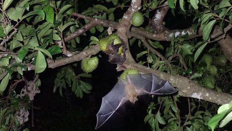 New field guide spotlights Delhi’s 15 unique bat species, shifts focus from vermin to vital