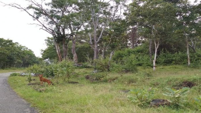 A dhole at Nagarhole National Park in Karnataka