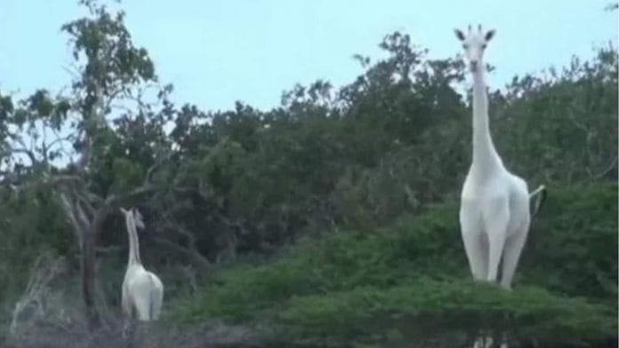 White giraffes at Ishaqbini Hirola Community Conservancy in northeastern Kenya | Screengrab