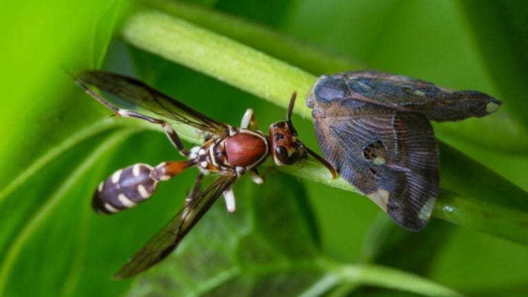 Insects are declining at alarming levels. This is bad news for human beings