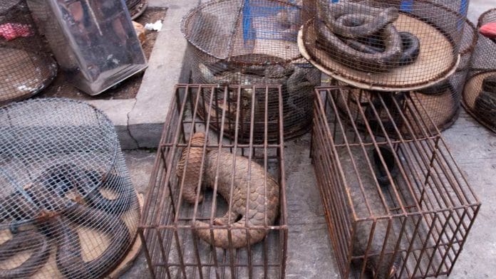 Illegal trade of pangolins (representational image) | Photo: Commons