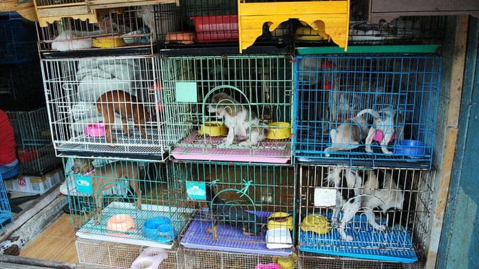 Pet store
