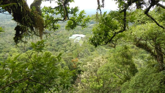 An image of a tropical rainforest