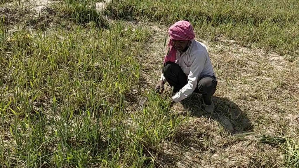 Chandra Pal Singh harvests what's left of his wheat crop in Usaini village, Firozabad, Uttar Pradesh | Photo: Samyak Pandey | ThePrint