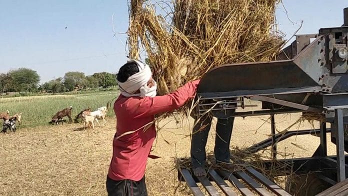 Farmers put wheat crop through a crusher in Uttar Pradesh | Photo: Samyak Pandey | ThePrint