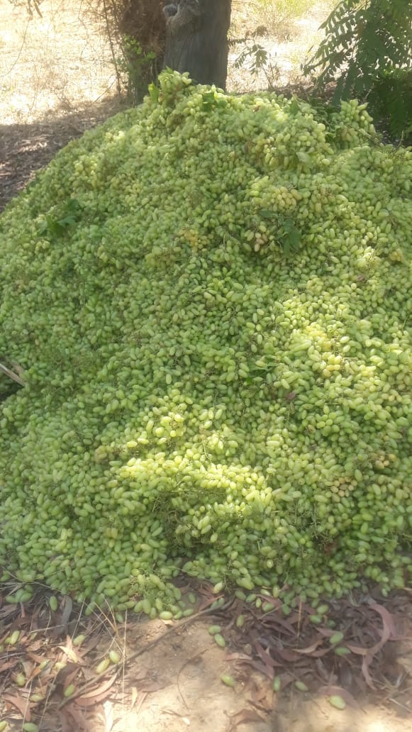 The grapes from Appasaheb Fad's farm piled up in his fields. | Photo: By special arrangement