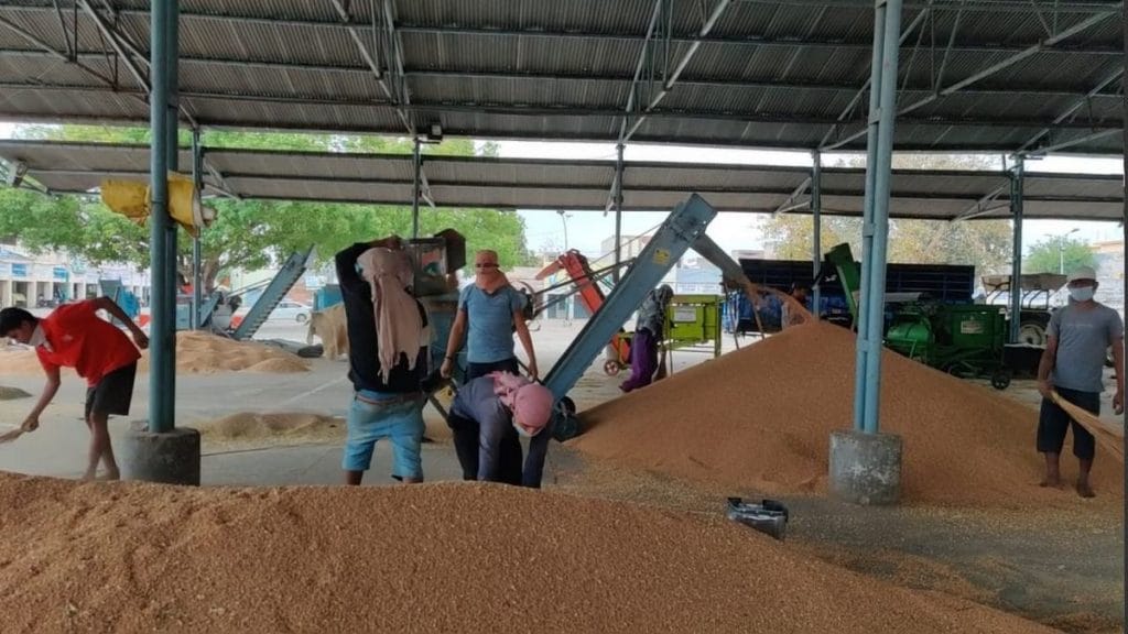 Labourers with their faces covered at Khanna Mandi | Photo: Urjita Bhardwaj | ThePrint