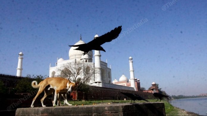 Look of Taj Mahal from Dussehra Ghat | Photo: Praveen Jain | ThePrint