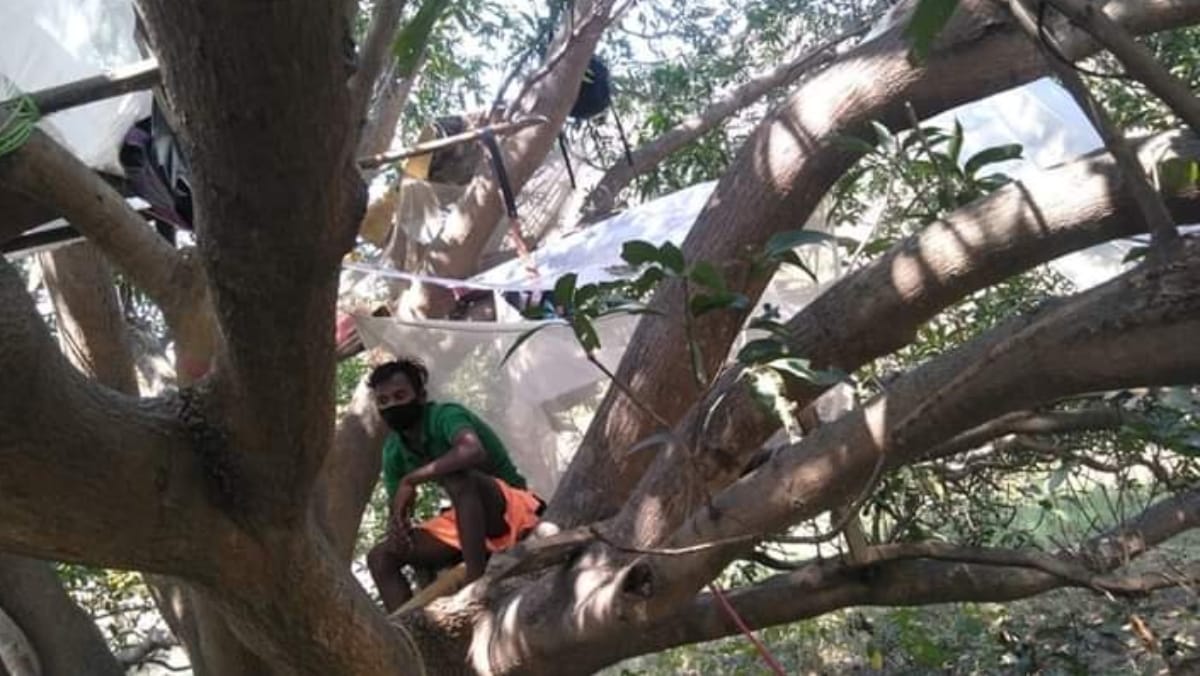 Migrant labourers in Purulia self-isolate themselves on trees | By special arrangement
