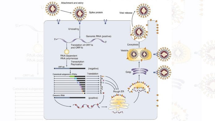 The new, detailed genetic architecture of novel coronavirus | www.ibs.re.kr
