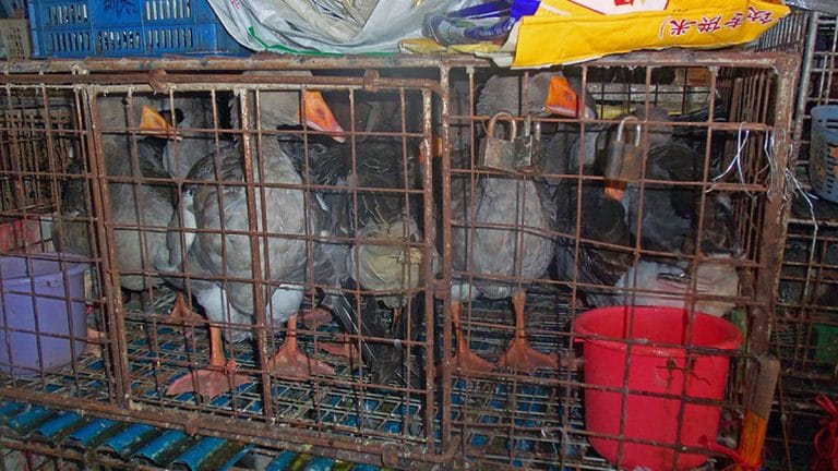 Live bird markets are back in China as Chinese like their meat freshly killed