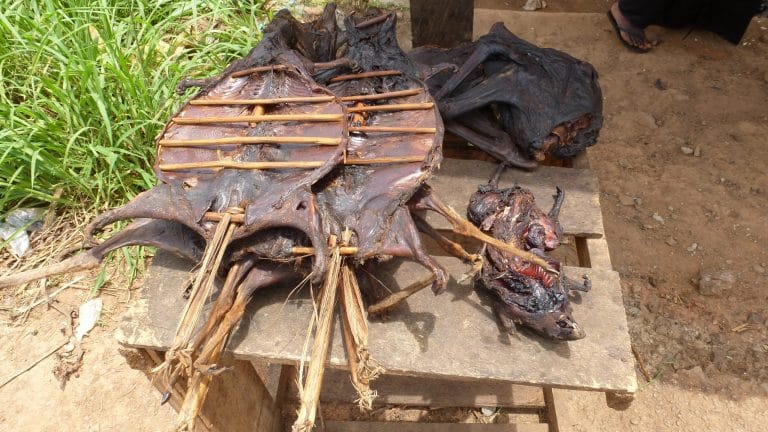 African wildlife meat can cause next pandemic. Airlines, border security must be on alert