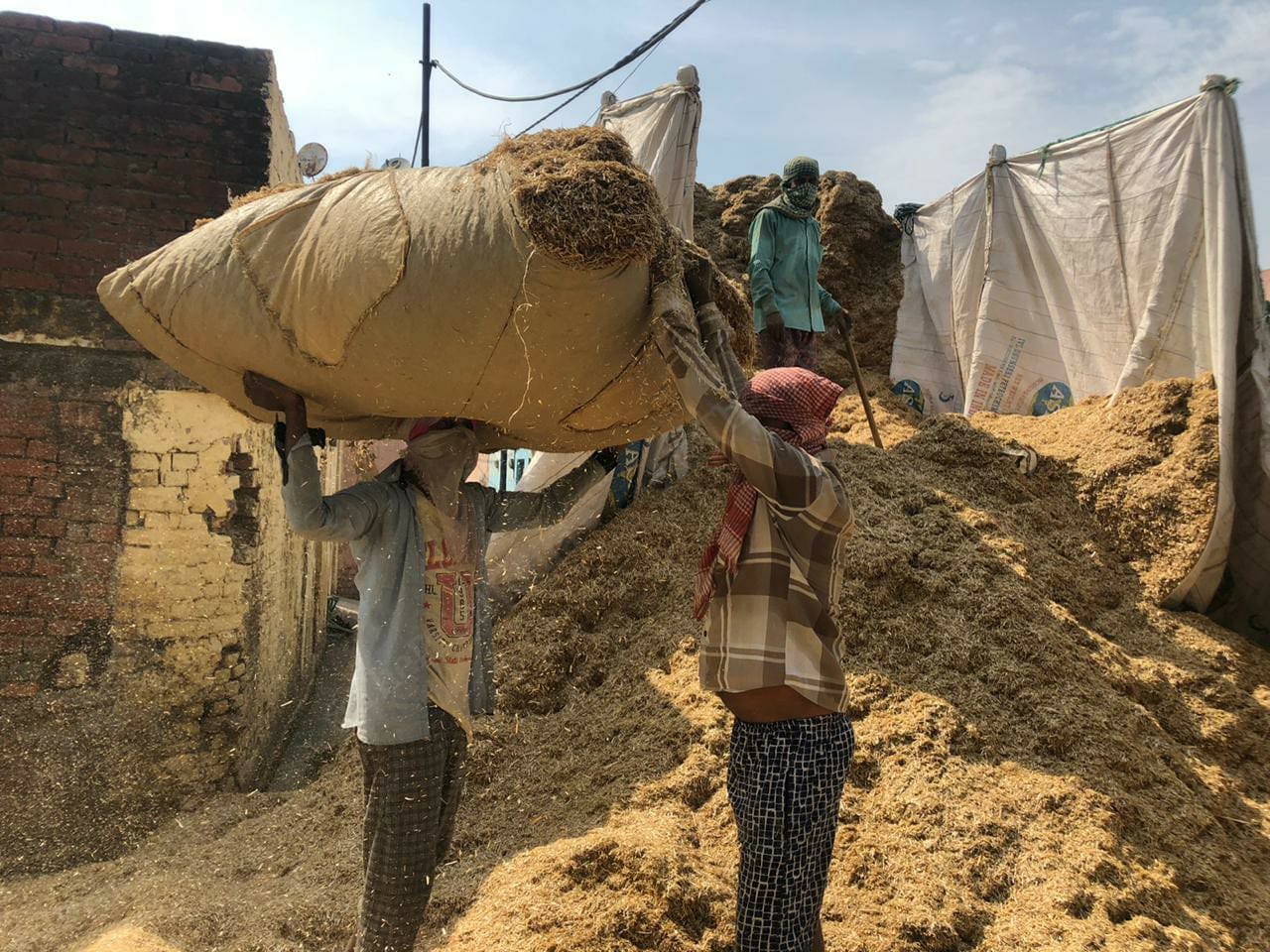 Amid the Coronavirus catastrophe when the rest of the country is busy reading and understanding the Covid, most stopping their work and trade, this farmer family in the hinterland is too busy arranging fodder for their cattle | Photo: Jyoti Yadav | ThePrint