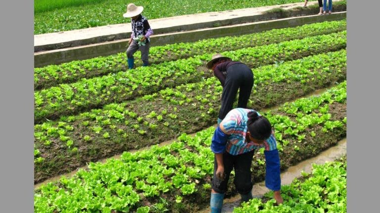 How Singapore plans to survive world’s impending food crisis