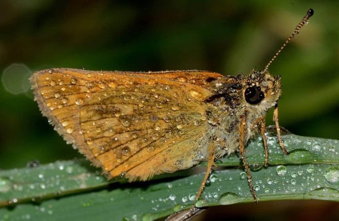 Moths pollinate flowers at night, just like bees do in the daytime. | Commons