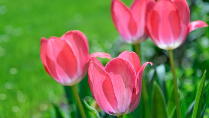 pink tulips