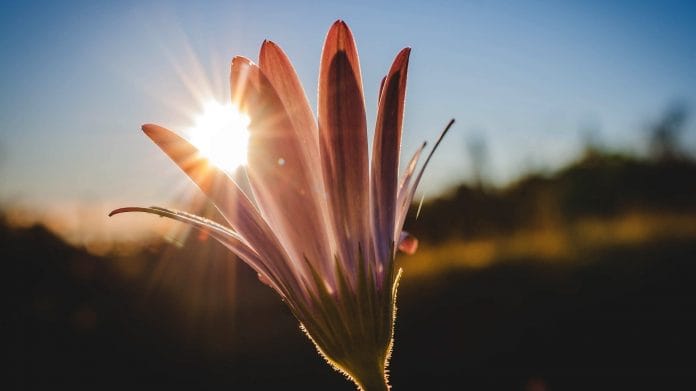 Representational Image | www.goodfreephotos.com