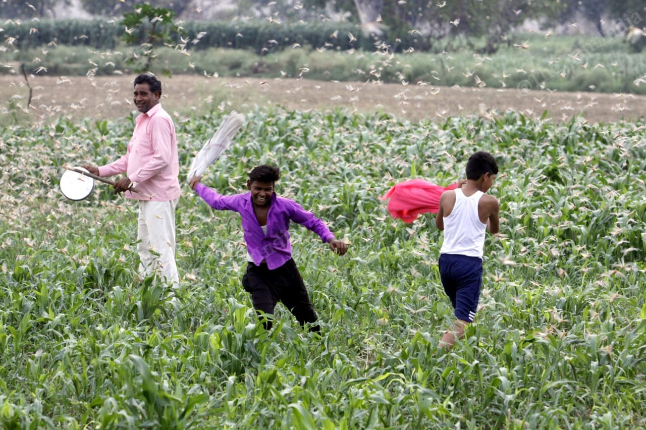 Boys and young men in Baghai village in Firozabad district attempt to shoo away the locusts from their field | Praveen Jain | ThePrint