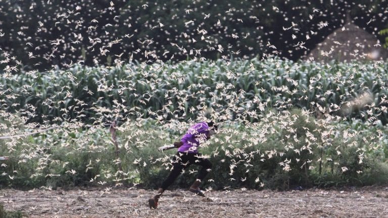 Locusts swarm over UP district, villagers rush out banging pots and pans to protect fields