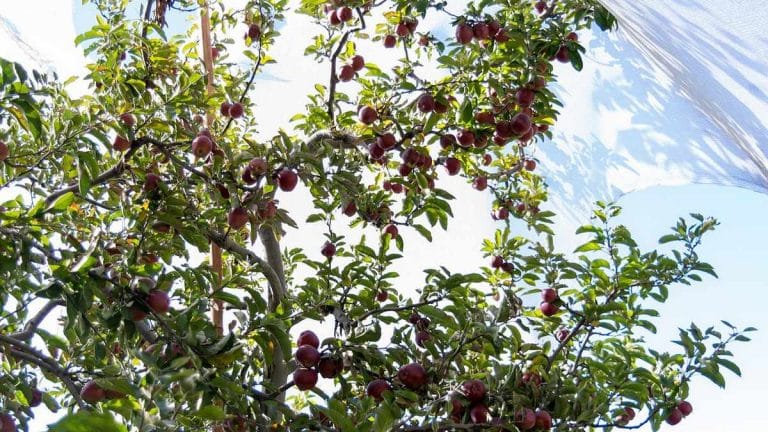Lower production and Covid scare could drive Himachal apple price up to Rs 400/kg this year