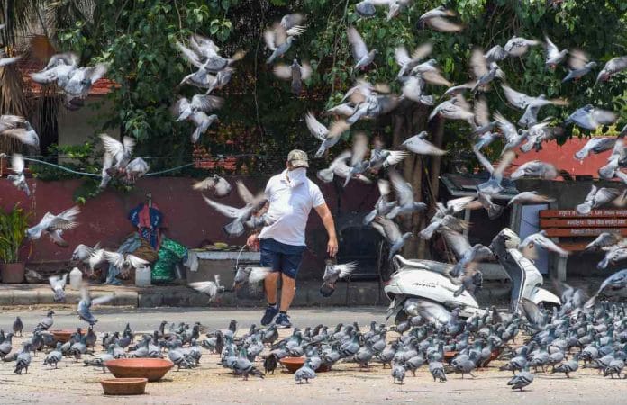 A man feeds pigeons in Delhi on Monday, the first day under new lockdown guidelines | PTI