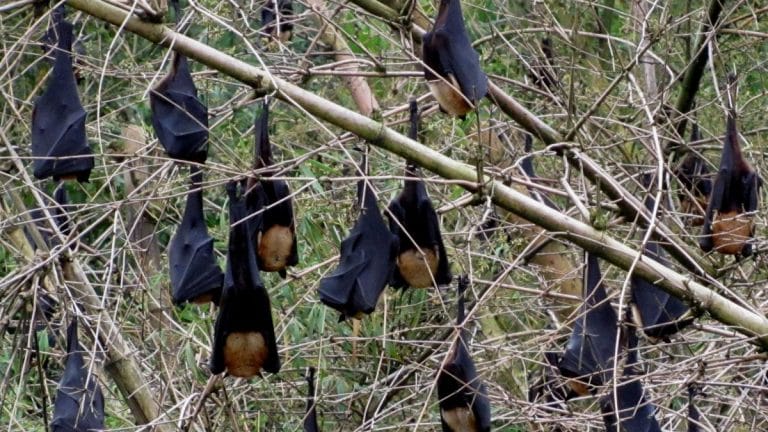 Live with bats or kill them? There is a third option even during coronavirus crisis
